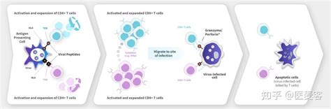 DC和T细胞的共培养实验