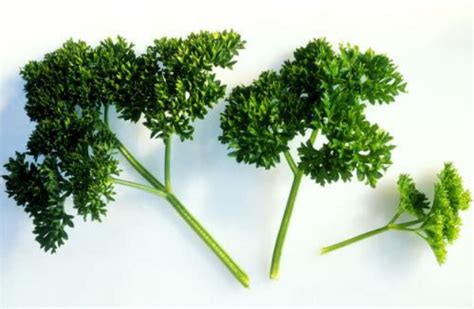 欧芹图片
