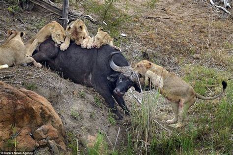 水牛与狮群搏斗90分钟 刺死狮子_新浪图片