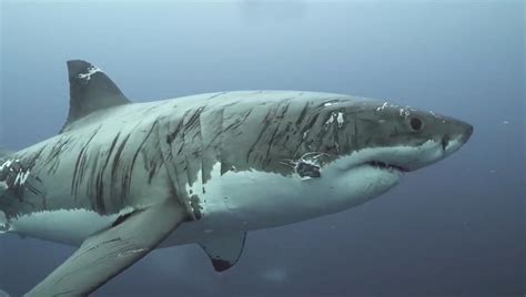 澳大利亚一浑身伤痕大白鲨被拍 被称为最顽强鲨鱼