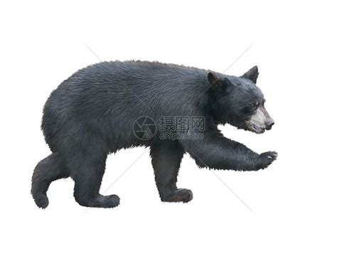 老挝动物园惊现大脚怪野人？原来是只黑熊昂首挺胸直立行走 - 神秘的地球 科学|自然|地理|探索