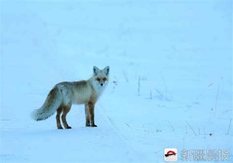 一只狐狸第一次看见雪，一头扎进雪堆中，玩得不亦乐乎！_腾讯视频