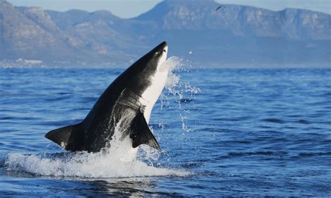 真实的天然水族馆下真正沙虎鲨鱼动物海高清图片下载-正版图片307636817-摄图网