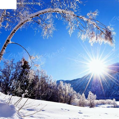 冬天的太阳和树淘宝主图背景JPG素材免费下载_红动中国