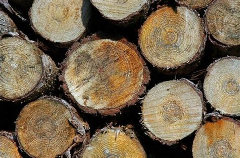木材防腐防霉几种的方法！-绿泰环保木材处理