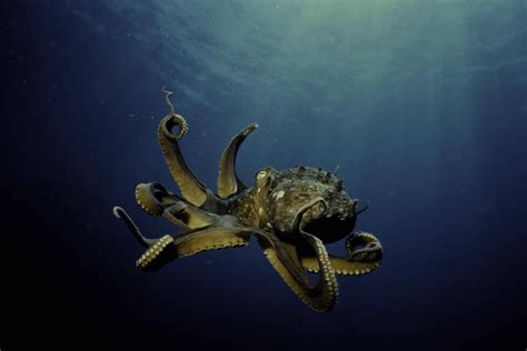 实拍潜水员日本海里抓大章鱼_旅游_环球网