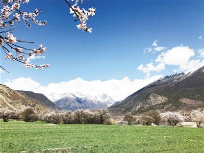 西藏林芝：雪域“江南” 桃花盛开