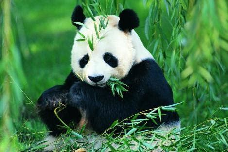 动物熊猫吃竹子_1920X1080_高清视频素材下载(编号:2877096)_实拍视频_VJ师网 www.vjshi.com