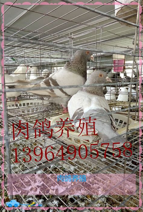 出售肉鸽子苗种鸽 肉鸽白条养殖场 价格好 品种多-阿里巴巴