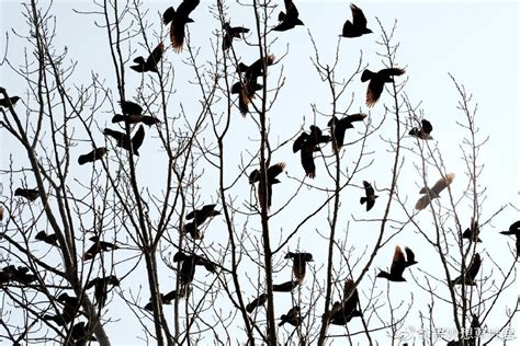 青海西宁上空乌鸦聚集，这在预示些什么？为何乌鸦会频繁出现？