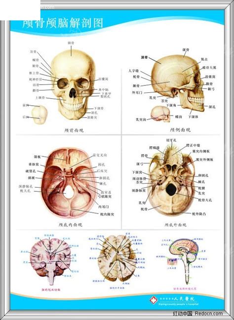 颅脑颅骨解剖图CDR素材免费下载_红动网