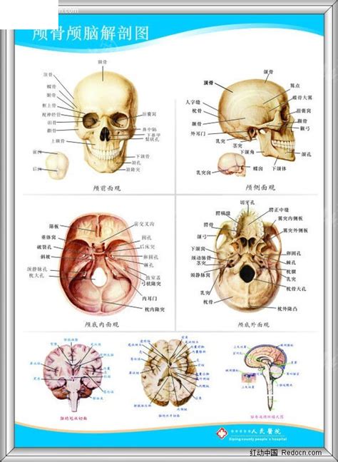 图20 颅（侧面观）-人体解剖组织学-医学