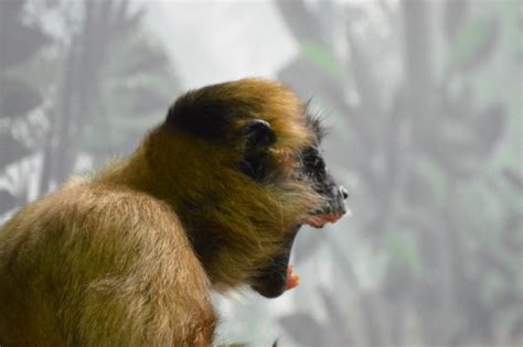 蜘蛛猿,在活动中,新加坡动物园,攀登架,猴子,新加坡,自然,水平画幅,绿色,无人摄影素材,汇图网www.huitu.com