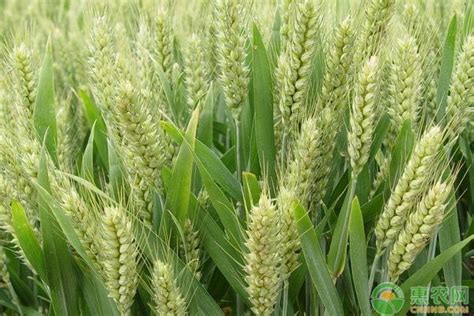 2021年小麦最低保护价格是多少？附小麦最新行情介绍 - 惠农网