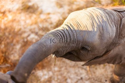 大象是怎么吃香蕉的分为几步 如何看待大象吃香蕉剥皮 _八宝网
