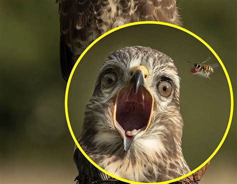 恰到好处！威尔士摄影师捕捉黄蜂夺走秃鹰食物画面_博览_环球网