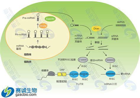 miRNA的生物发生-技术专题(停用)-广州赛诚生物科技有限公司-服务于您的核心利益！