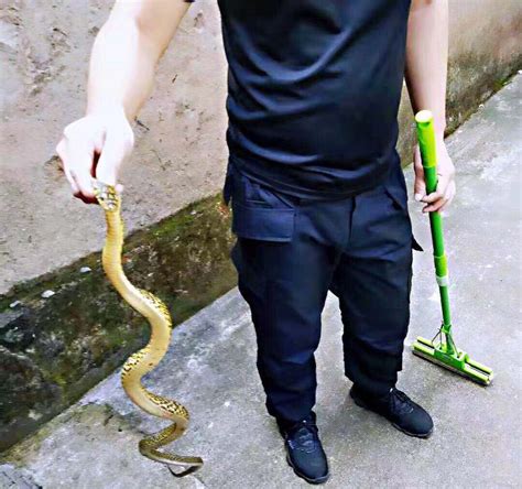 “两头蛇”见过吗？湖南村民一下子挖出十多条(图)_手机凤凰网