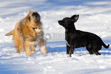 雪中两只狗忠诚白色黑色宠物猎犬短毛动物朋友友谊钳子高清图片下载-正版图片321940317-摄图网