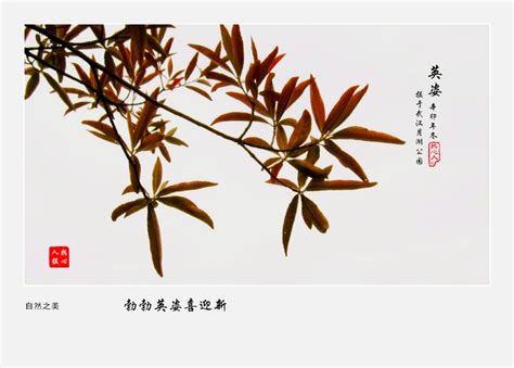 【英姿勃勃迎新年摄影图片】武汉月湖公园生态摄影_美丽的世界_太平洋电脑网摄影部落