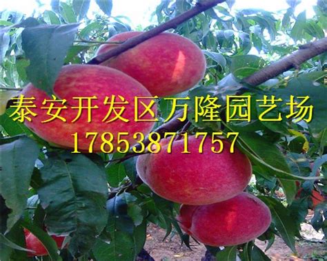 六月成熟的桃子有哪些品种 - 运富春