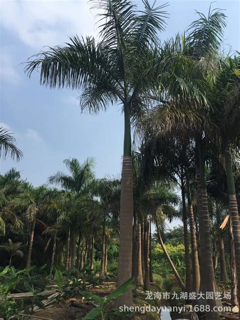 杆高5米 自然高度8米 大王椰子（大王棕）价格 椰子树 棕榈树-阿里巴巴