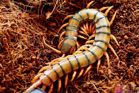 世界上最毒的10种蜈蚣，第6种体型巨大，最后一种被称“天龙”|马来西亚|蜈蚣|巨人_新浪新闻