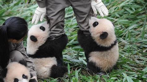 为什么和大熊猫同一时期的动物都灭绝了，但它却活地好好的？