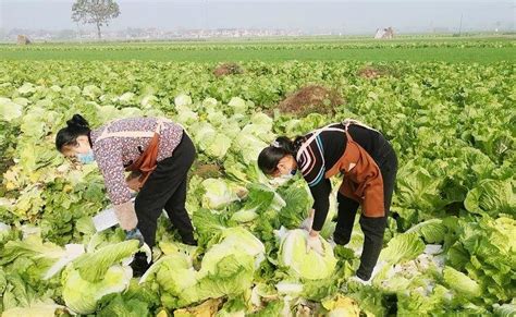 新鲜蔬菜出售高清摄影大图-千库网