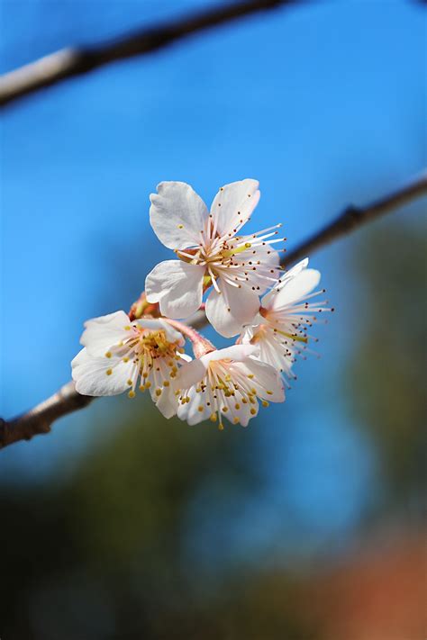 美丽的春日在盛开的樱桃花园里有高清图片下载-正版图片503215162-摄图网