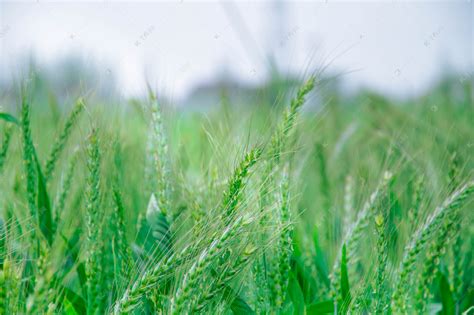 小麦种植高清图片下载-正版图片501286075-摄图网