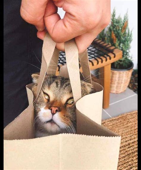 主人把猫装进纸手提袋，它的眼睛都挤到一块了，猫咪：快放我下来_袋子