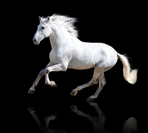 一匹白马从他的马厩窗口向外看的特写镜头。高清摄影大图-千库网