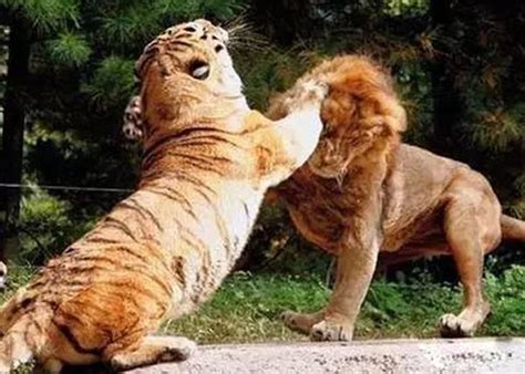动物趣闻：亚洲狮vs孟加拉虎，到底谁才是亚洲丛林之王