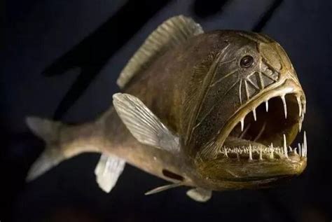 7种恐怖的深海鱼，像是海底中的“恶魔”_海洋