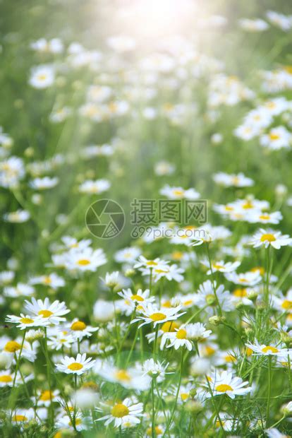 阳光明媚的田野上盛开着黄色的花朵沉思的花卉背景视频特效素材-千库网