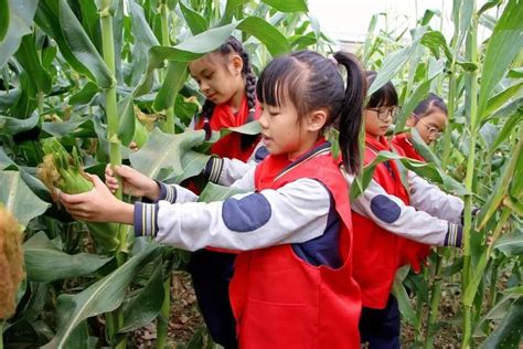 阿勒泰市：200亩糯玉米订单让村民增收有保障-天山网 - 新疆新闻门户