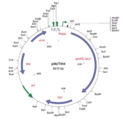 基于MS2噬菌体 lys 基因的质粒型条件自溶菌的构建与应用