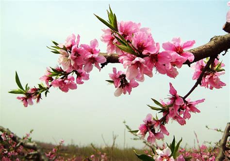赏桃花指南丨深州万亩桃花海，是写给春天最美的情书！_中华网