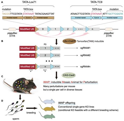 Vps28基因敲除小鼠动物模型的构建方法和应用与流程