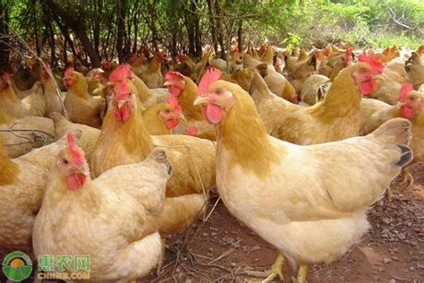 世界十大名鸡排名榜 - 惠农网