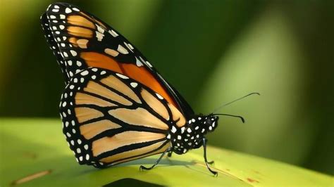 高清镜头下：一只美丽蝴蝶的蜕变过程！