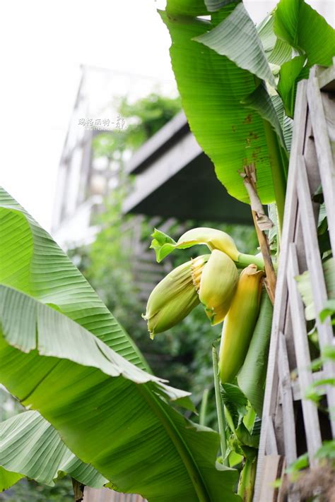 这个芭蕉，有一股粉糯糯的香蕉味_种植_管理_水果