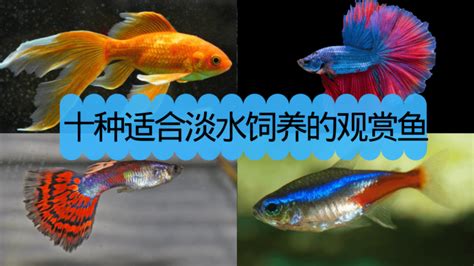 鱼的名字,常见的鱼名字及图片,鱼的种类淡水_大山谷图库