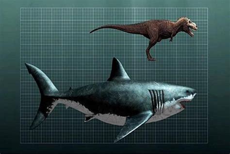 海洋10大霸主动物，巨齿鲨第十，邓氏鱼第五，巨型黄貂鱼榜首