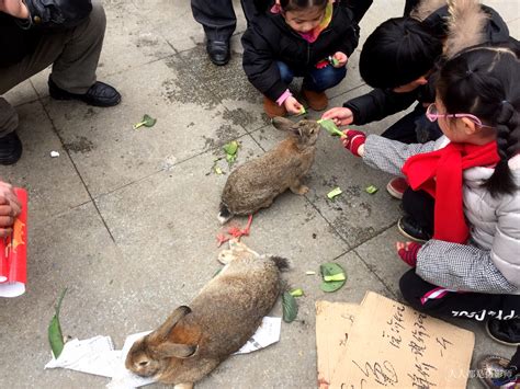为了不能养宠物的人 香港第一家兔子咖啡店开业_专业店对话_联商论坛