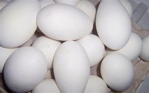 吃鹅蛋有什么好处和功效-鹅蛋的功效作用介绍-六六健康网