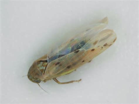 Réf. 299216 — INSECTA > Homoptera > Cicadellidae > Balclutha punctata ...