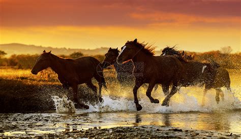 坝上草原奔跑的马高清图片下载-正版图片500641020-摄图网