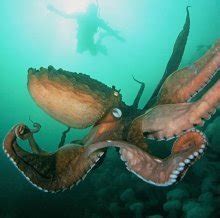 北太平洋巨型章鱼：世界上最大的章鱼（分布范围广）_小狼观天下